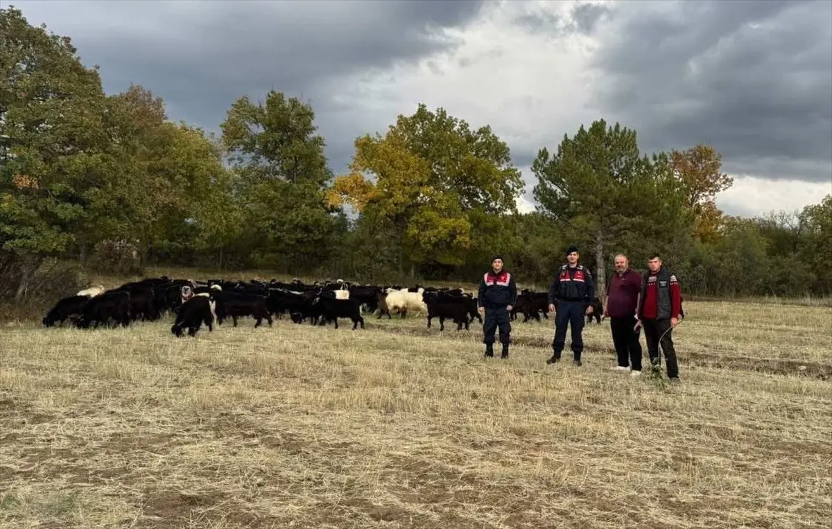 kayip 70 keci jandarma tarafindan bulundu OuZSRgiy.jpg