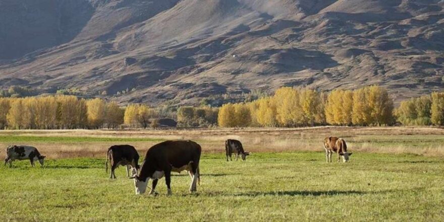 Yapay Zeka ile Hayvancılıkta Yeni Dönem: Sürü Yönetimi Artık Dijital