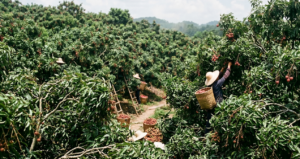 imparatorlarin-vazgecilmeziydi-simdi-sadece-mersinliler-hasat-ediyor-k9jHWSN9