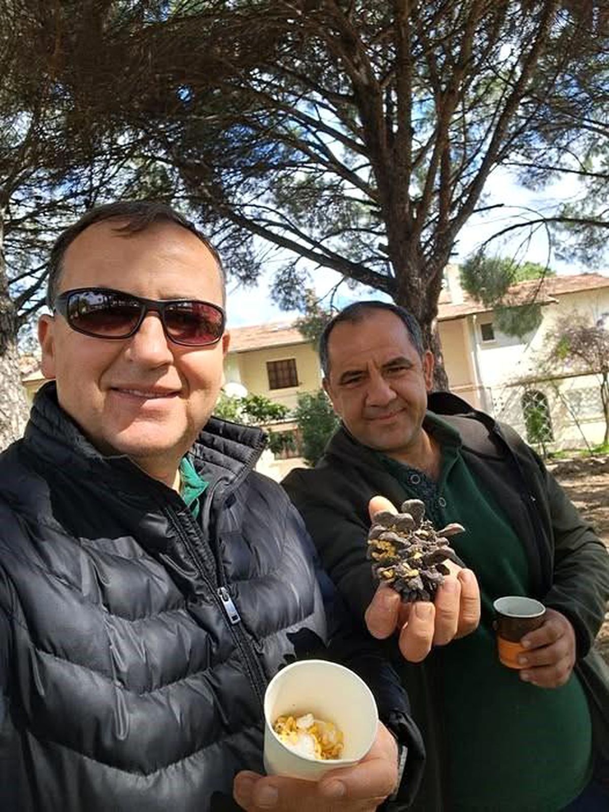 Kuraklık Tehdidi: Çam Balı Üretimi Krizle Karşı Karşıya