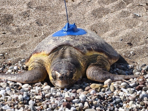 Antalyada uydu izleme cihazi takilan inci ve mercan adli caretta carettalar denize birakildi SmZH9jzY