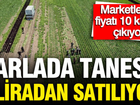 Tarlada tanesi 5 lira marketlerde fiyati 10 kati 700 dekarlik alanda hasat basladi FTXemjVx