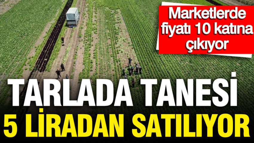 Tarlada tanesi 5 lira marketlerde fiyati 10 kati 700 dekarlik alanda hasat basladi FTXemjVx