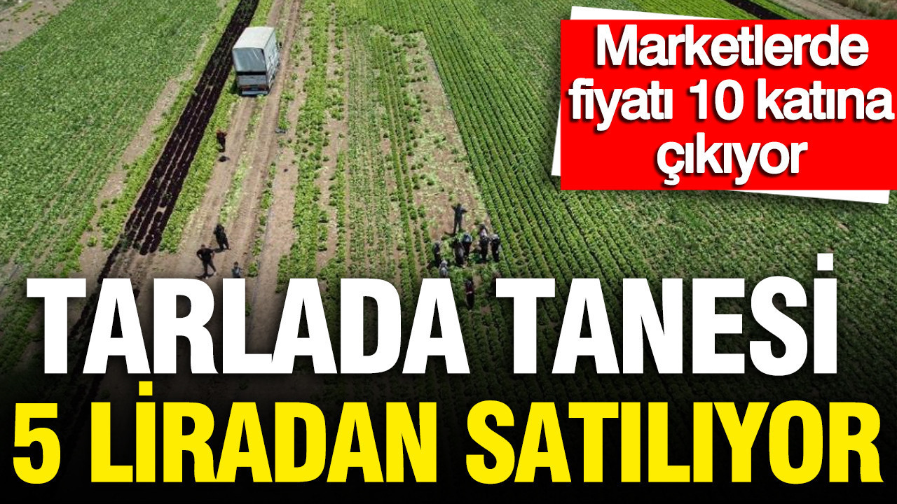 Tarlada tanesi 5 lira marketlerde fiyati 10 kati 700 dekarlik alanda hasat basladi FTXemjVx